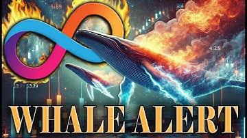 BUY THE DIP? The supply held by large WHALES keeps INCREASING!