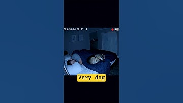“Dog Barks at Empty Corner | Paranormal Activity While Owner Sleeps”