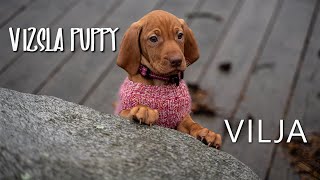 BRINGING HOME OUR HUNGARIAN VIZSLA PUPPY  VILJA