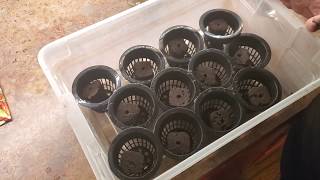 Episode 1: Grow Winter Lettuce In Mason Jars - Kratky