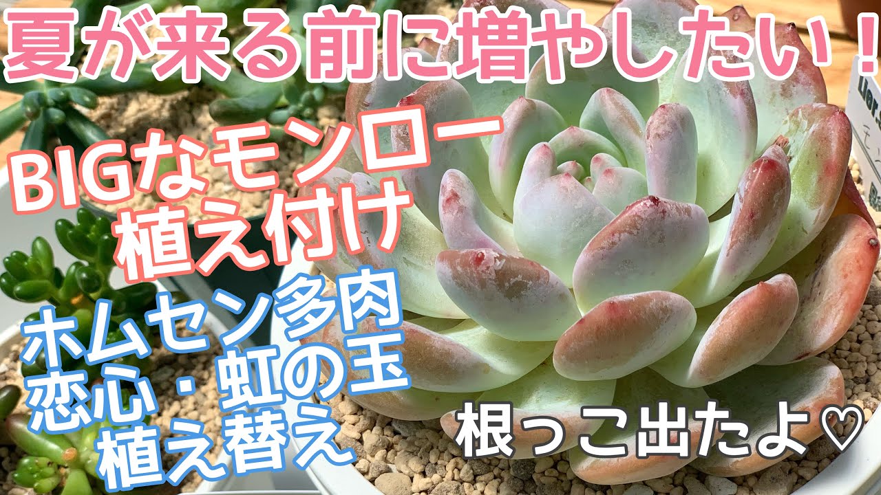 vlog#44】【多肉植物】BIGサイズのモンロー植え付け🪴ホームセンターで