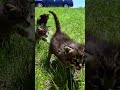 Tiny 1-Month-Old Kittens Walk the Property 🐾 (Too Cute!) #kittens #cutekittens #babyanimals
