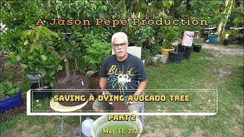 How to save a sick dying avocado fruit tree from root rot | Part 2