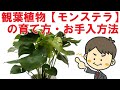 プロが解説！【観葉植物モンステラの育て方、枯れる原因とその対処法】