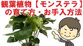 モスラ欲しい人必見 観葉植物モンステラ超巨大化してヤバいから園芸屋さんに植え替え依頼19 根のほぐし方プロver Youtube