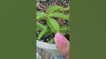 Coolest Plant Ever! Watch it move! The Sensitive Plant, Mimosa Pudica #plants #magical #nature #cool