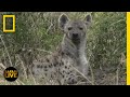 Safari Live - Day 257 | National Geographic
