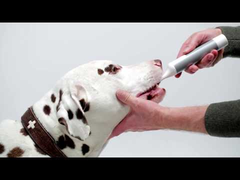 how-to-clean-your-dog's-teeth-&-remove-tartar-–-mira-pet-silent-&-vibration-free-toothbrush-for-dogs