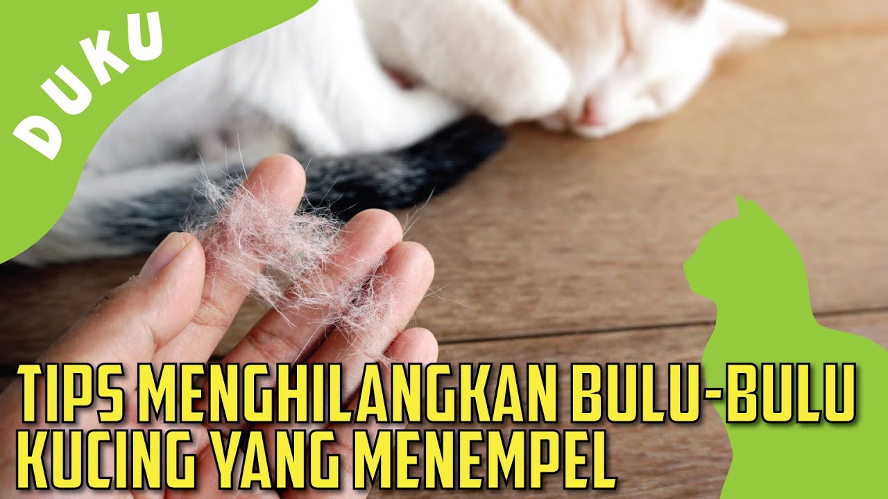 Dunia Kucing Eps 28 - Tips Menghilangkan Bulu-bulu Kucing yang Menempel