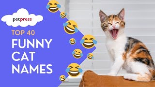 Top 40 FUNNY CAT NAMES You Can't Resist