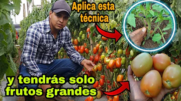 ¿Cuál es la planta de tomate más grande?