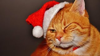 Cats and Christmas Trees (Part 2) 🎄 [Funny Pets]