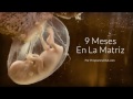 9 Meses en la matriz: Una mirada más notable al desarrollo del feto