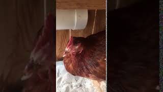 IMG 4227 1