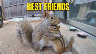They each had their own bowl… and somehow it actually worked Chipmunk Eating