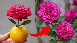 A Dead Silk Rose Must Also Be Revived Immediately And Bloom Vigorously With This Method by DIY Garden World 4,277 views 5 months ago 9 minutes, 24 seconds