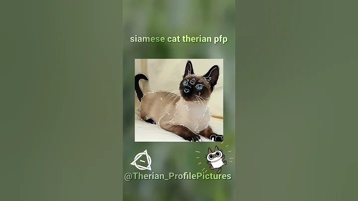 Video 11877011: siamese cat