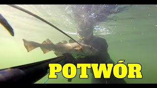 Bałtycki dorsz. Łowiectwo podwodne w Polsce. Cod spearfishing in Poland.