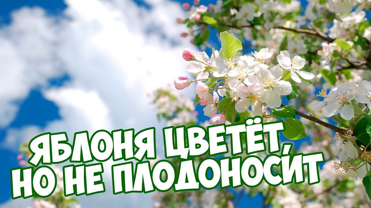 Почему яблоня плохо плодоносит Почему яблоня плохо плодоносит