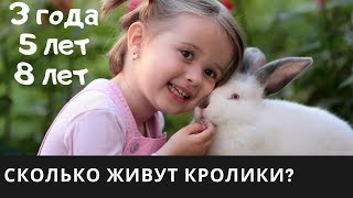 Сколько лет живут кролики дома? Как продлить жизнь кролика? Домашние кролики и кастрация кролика