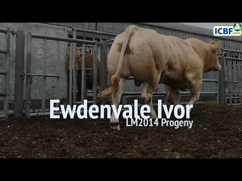Ewdenvale Ivor LM2014 Progeny Video