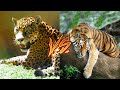 Ягуар против Бенгальский тигр