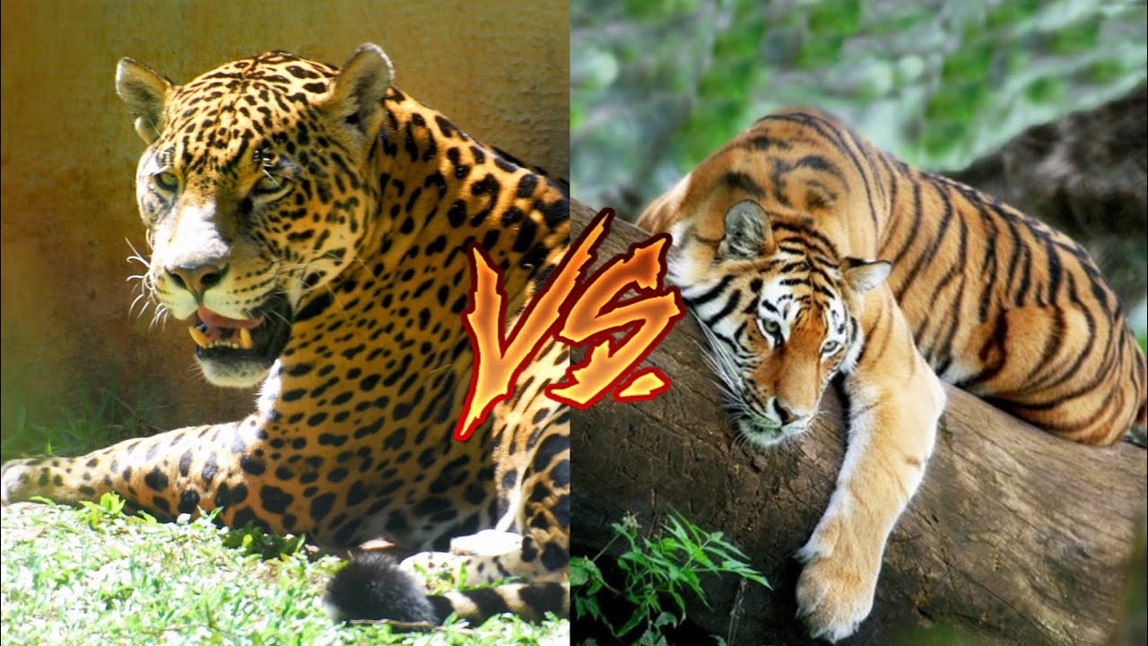 Кто сильнее ягуар или тигр. Ягуары львы тигры. Суматранский тигр и Ягуар. Тигр бенгальский Ягуар. Лев, тигр, леопард Ягуар, пантера.