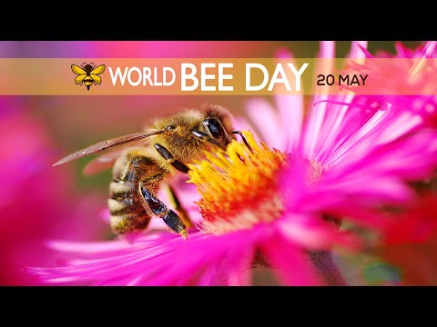 Giornata Mondiale delle Api | World Bee Day