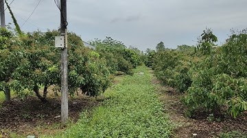 Siêu Phẩm QL61C 3134m2 (43 x 94) thuộc xã Nhơn Nghĩa Huyện Phong Điền TP Cần Thơ.Liên hệ: 0901033434