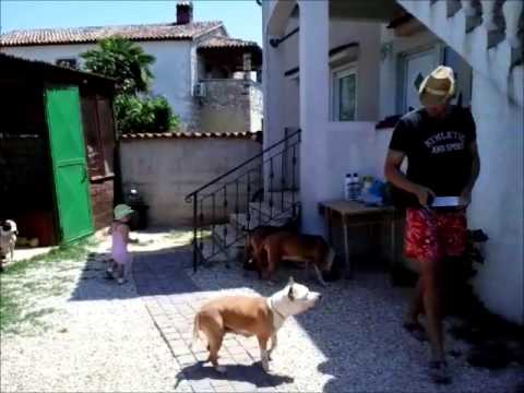 Video: Hranjenje Pasa S Hiperlipidemijom - Hranjenje Psa Koji Ima Visoki Kolesterol