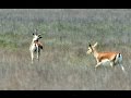 ქურციკები ვაშლოვანის დაცულ ტერიტორიებზე | Goitered gazelle at Vashlovani Protected Areas