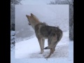 Perros lobo