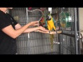 Aggressive parrots teaching a macaw to step up part 1