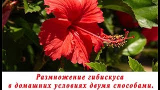 Как размножить гибискус черенком в домашних условиях. Как размножить гибискус черенком в домашних условиях.