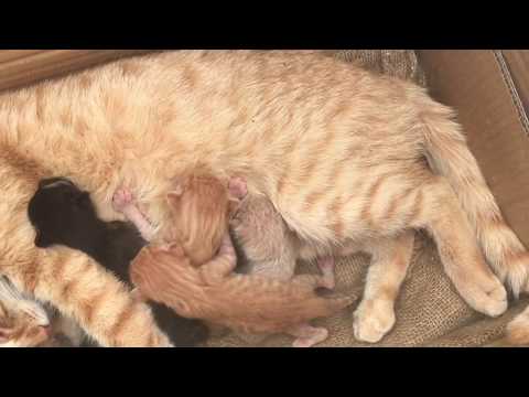 Βίντεο: Φλεγμονή στο στομάχι (Ατροφική) στις γάτες