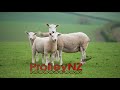 Innovative Sheep Breeding introduction 2021