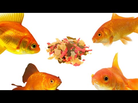 Video: I pesci dovrebbero mangiare il pesce?