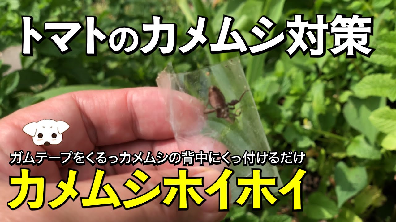 家庭菜園の害虫対策 カメムシホイホイ 年版 トマトやピーマンに群がるカメムシ対策 ガムテープで一気にペシっと一網打尽 簡単 効果的 閲覧注意 Youtube