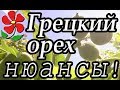 Отвечаю на ваши вопросы, рассказываю подробно! Самое неприхотливое дерево вашего сада: Грецкий орех!