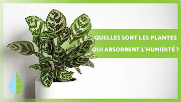 Quelles plantes qui débarrassent l'humidité dans la maison sont à cultiver sans hésiter ?