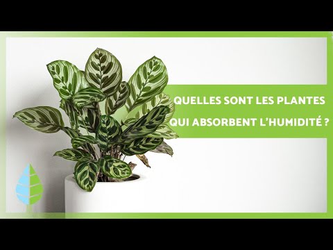 Vidéo: Épiphytes des arbres : découvrez les soins et la croissance des plantes épiphytes