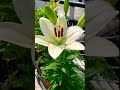 Most Beautiful Lily Flowers || #love #terracegarden #gardening #nature #colors #trending #subscribe