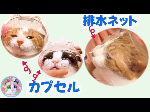 猫の顔に排水ネットを被せる爪切りに挑戦したんだけど Cat claw clippers using a drainage net