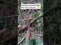 Why You Shouldn’t Leave Cassava On The Ground Too Long 😳🌿 | Cassava Farming Tips