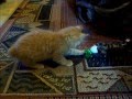 American Bobtail Kitten playing fetch with ball の動画、YouTube動画。