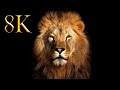 Amazing Big Cats From The World 8K HDR 60FPS UHD DEMO