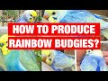 How to Produce Rainbow Budgies - [With Pictures] -  Rainbow Budgie Breeding