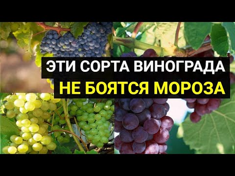 3 морозостойких сорта винограда, которые можно выращивать по всей России