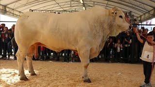Biggest bull | Chianina Bull | Italian Breed | Young baby boy pulling huge bull |