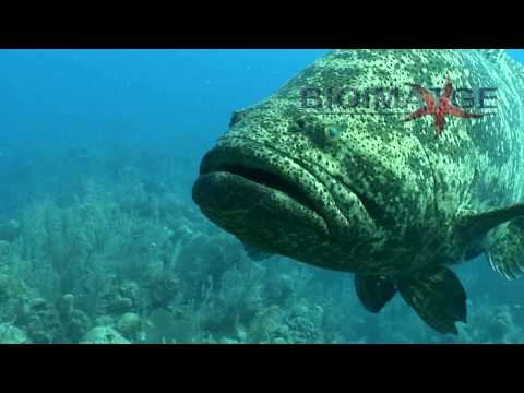 Goliath grouper attack - El mero gigante